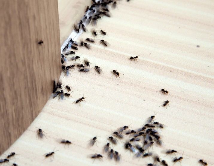 Hormigas junto al rodapié de una vivienda
