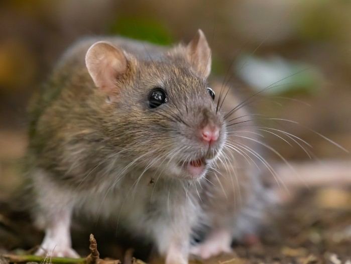 Ratón doméstico merodeando, señal clara de infestación en la vivienda