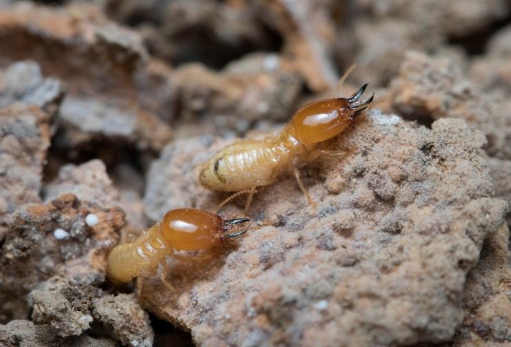 Termitas subterráneas devorando una viga de madera