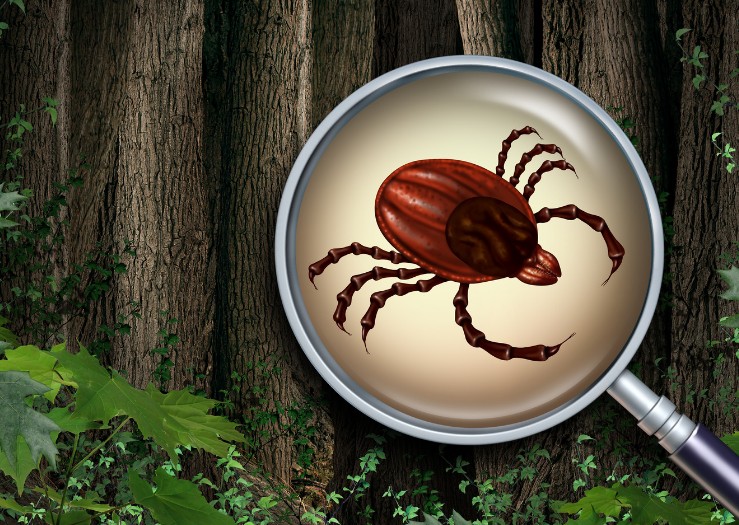Ilustración de una garrapata vista a través de una lupa en un bosque Ilustración de una garrapata vista a través de una lupa en un bosque