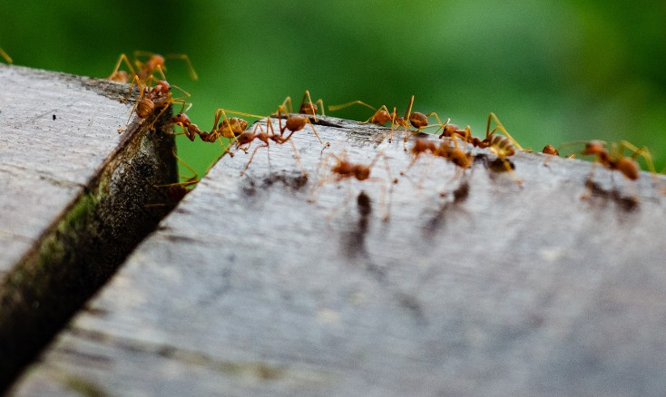 Hormigas recorriendo una tabla de madera en un jardín
