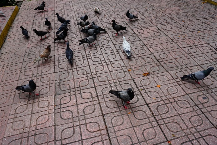 Palomas comunes buscando comida en una plaza adoquinada