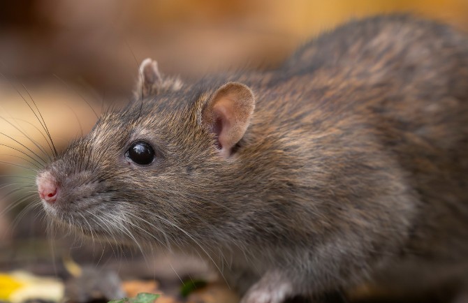 Rata parda (Rattus norvegicus) en el exterior de un edificio